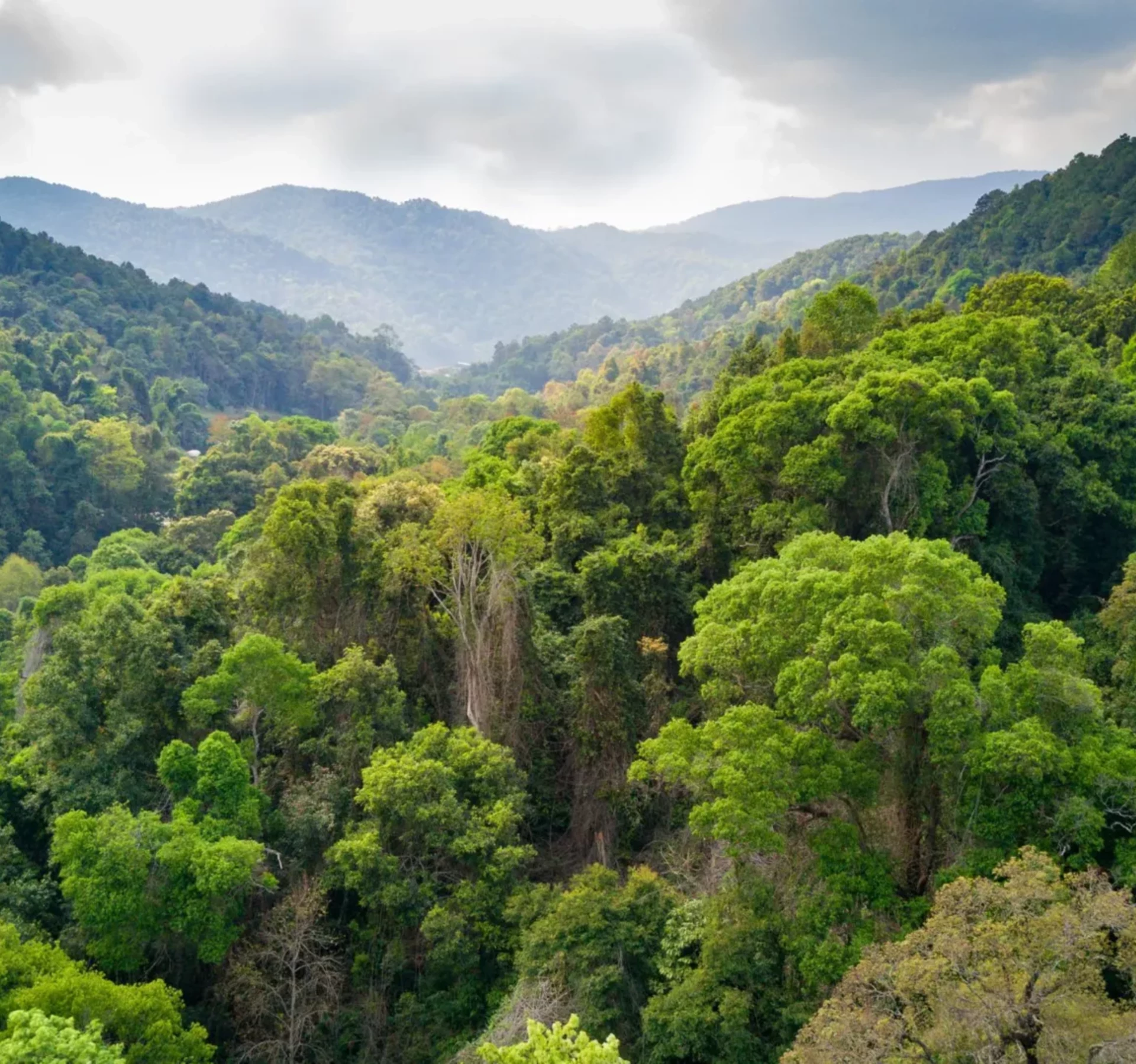 Trees for All