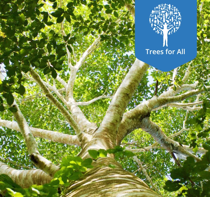 Wij zijn partner van Trees for all